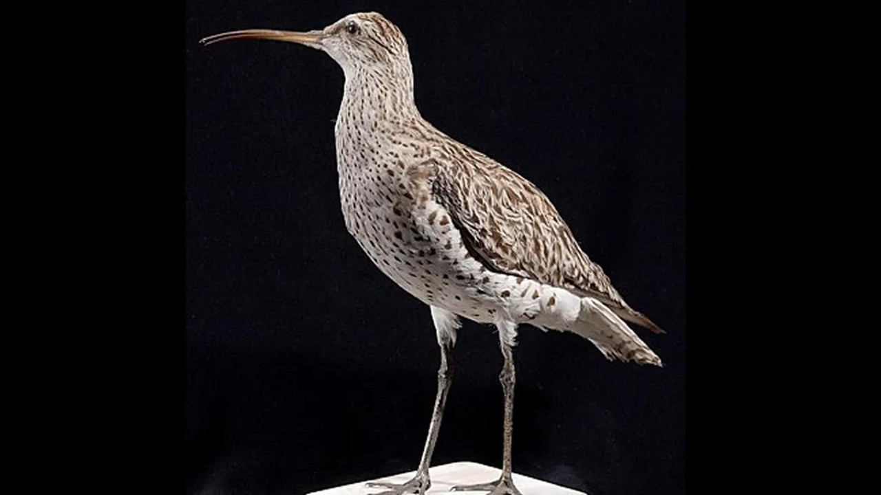 birkac yil once aramizda dolasiyorlardi artik yoklar d2y9MHxy.jpg