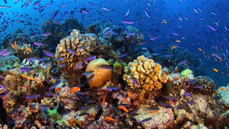 kuresel isinma mercan resifleri artik yasam desteklemiyor 3aJ3cSDb.jpg