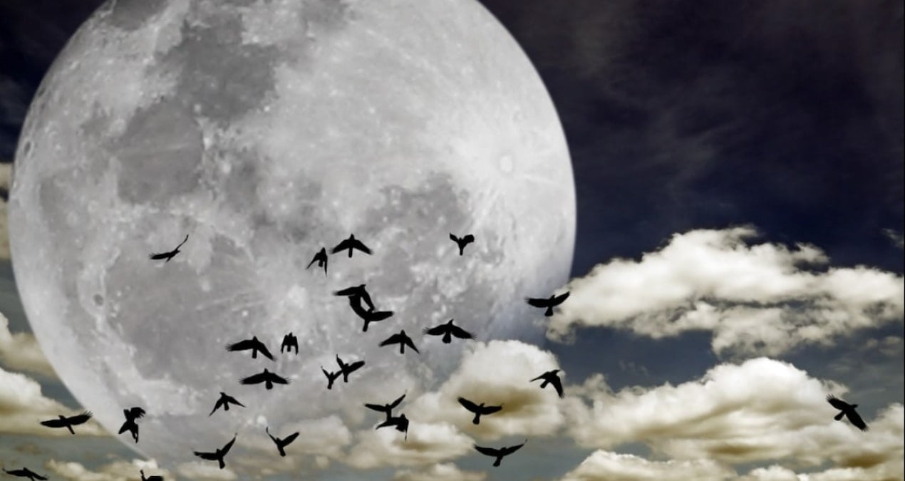 yuzlerce tur yok olmak uzere terk etmeye basladilar SYj3bFq7.jpg