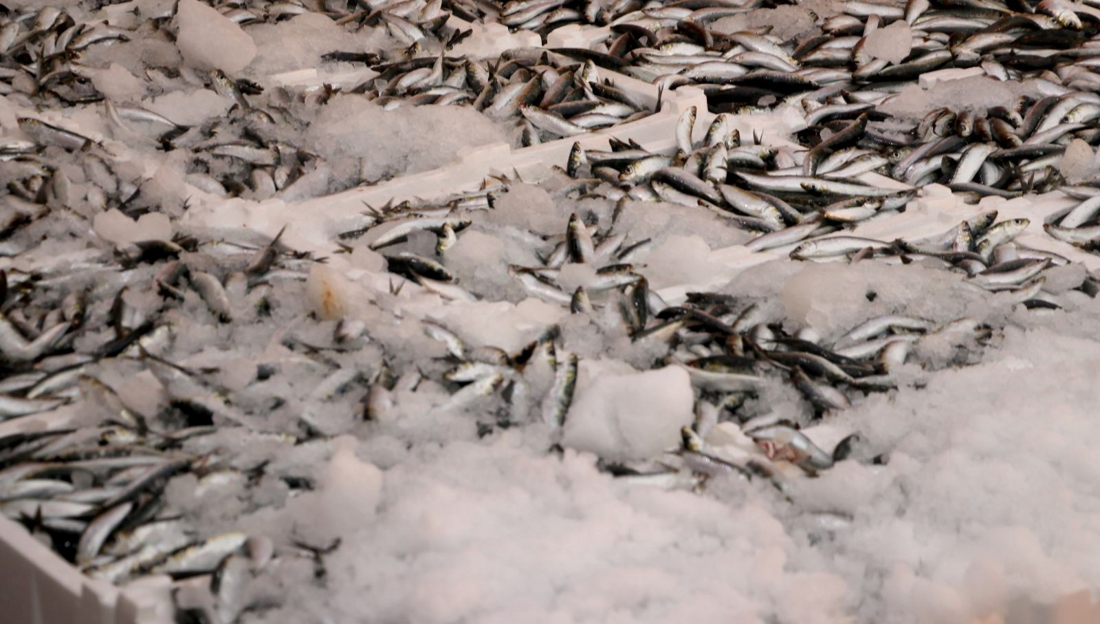 hamsi ve sardalya bollugu balikcilarin yuzunu guldurdu bKT2TnhQ.jpg